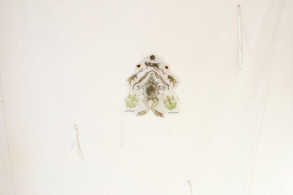 Frogs and Wasps