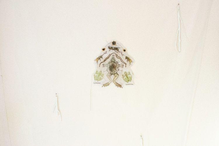 Showcase of Frogs and Wasps project
